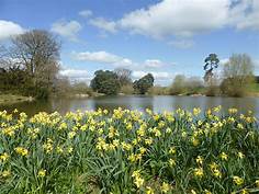 RMVC – Daffodil Sunday – Newnham Paddox, Monks Kirby – Sunday 7th April